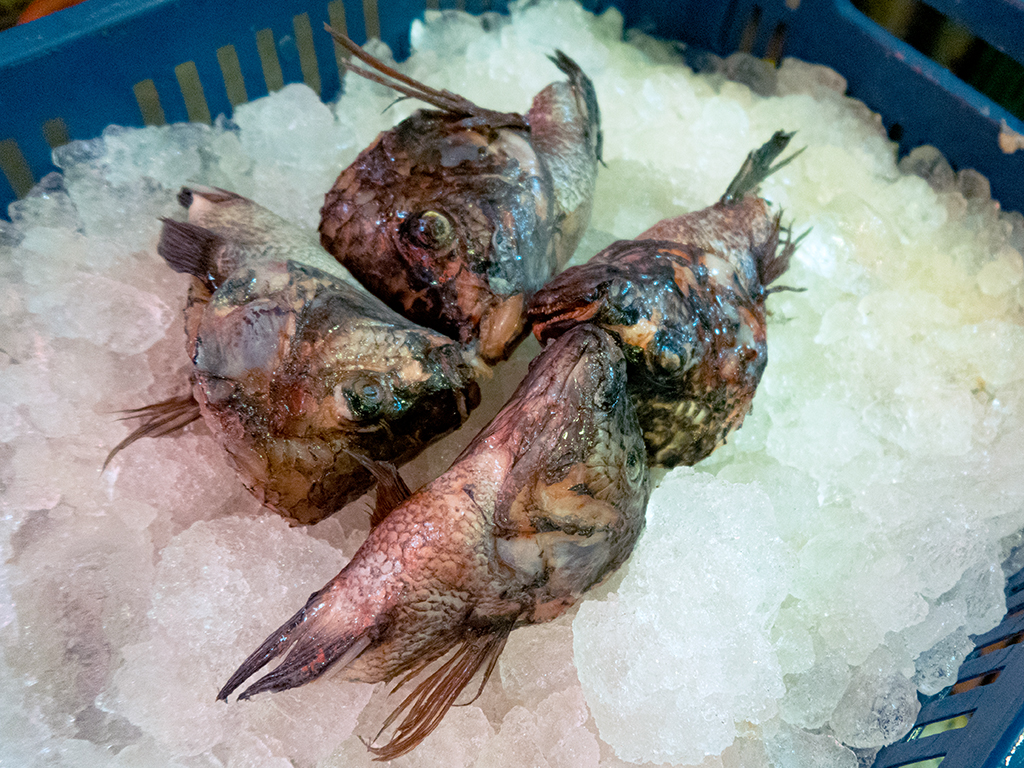 Cabeza de Mojarra Negra