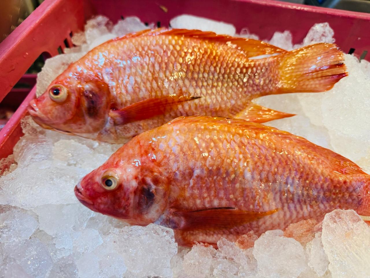 Mojarra Roja